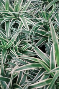 Guía práctica para elegir plantas resistentes en cada habitación